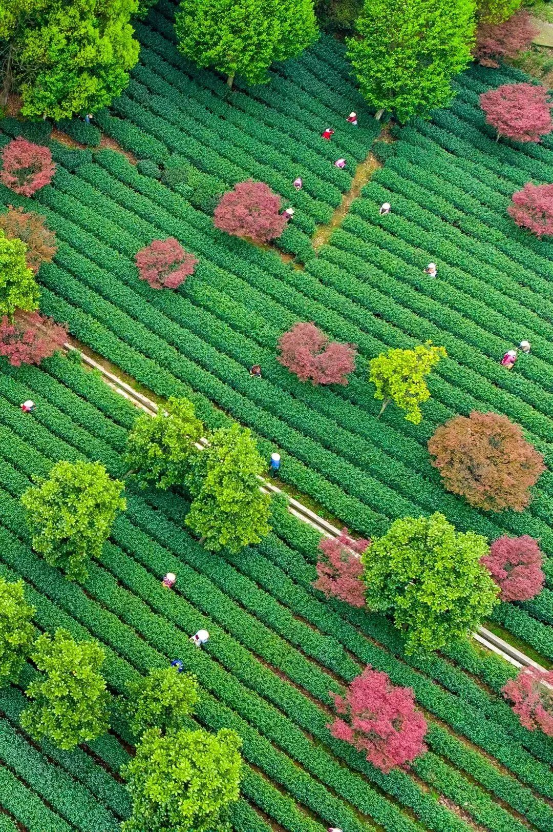 跟着梦华录游汴京,跟着梦华录学英语