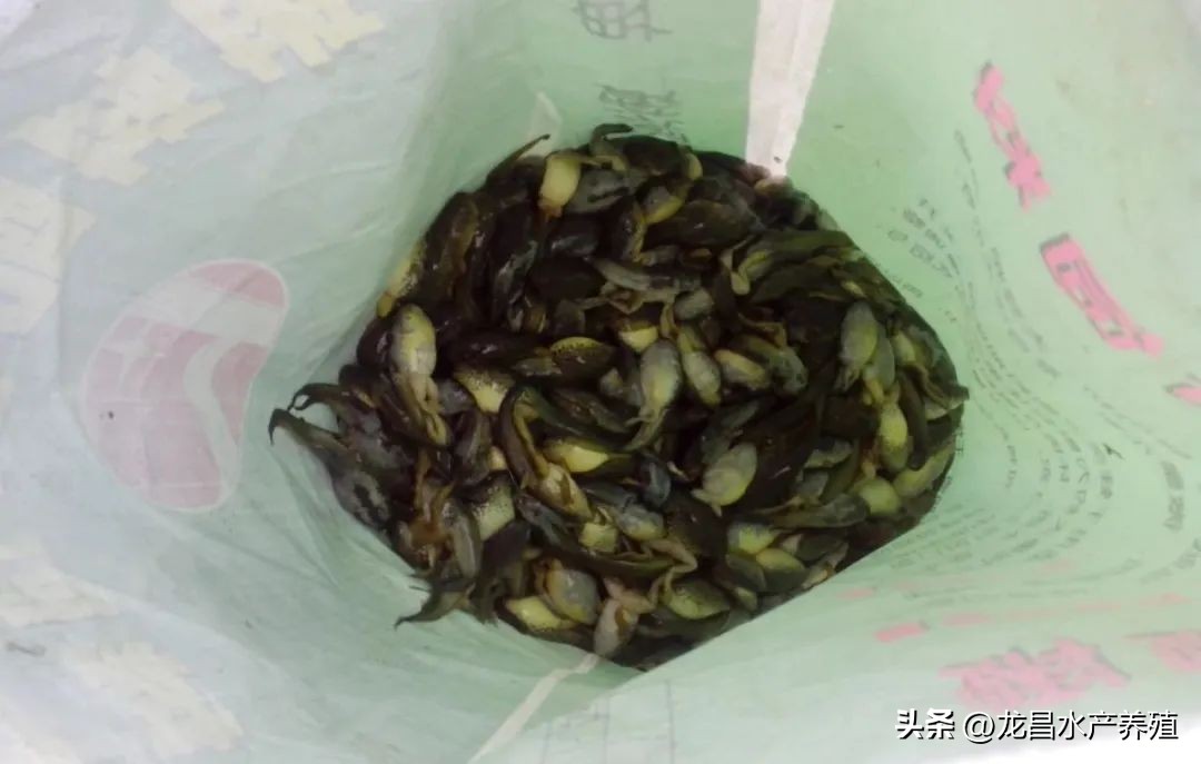 死蛙怎么处理,死青蛙的处理