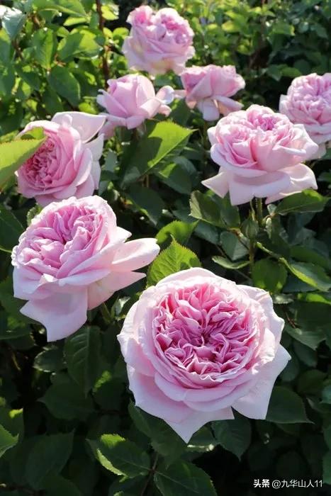 大花胖美人月季有几个品种,适合阳台养的大花月季品种