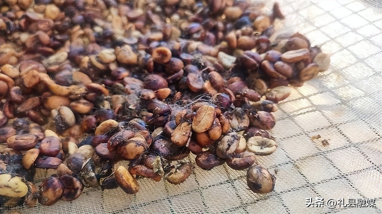 猫屎咖啡100克多少钱一瓶,咖啡真的是用猫屎做的吗