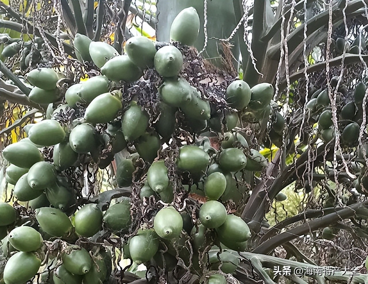 2022海南槟榔青果价格行情 (2019海南槟榔鲜果价格)