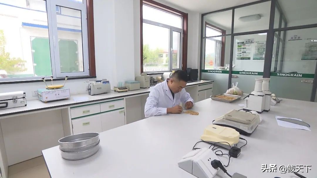 中储粮收不收转基因玉米,中储粮营口直属库