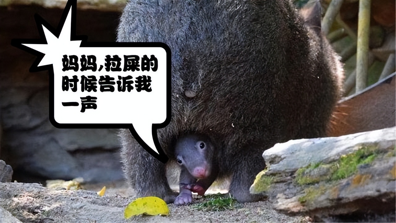 澳洲动物喂宝宝,哪种动物用粪便喂宝宝