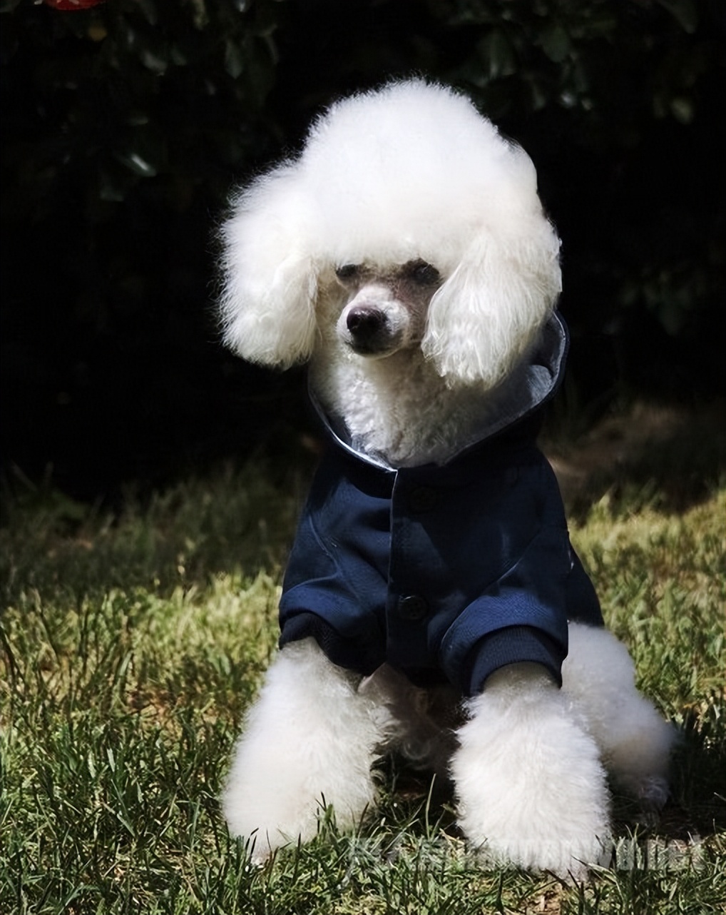 什么品种的狗狗适合有孩子家庭养,狗狗品种大全及图片拉布拉多