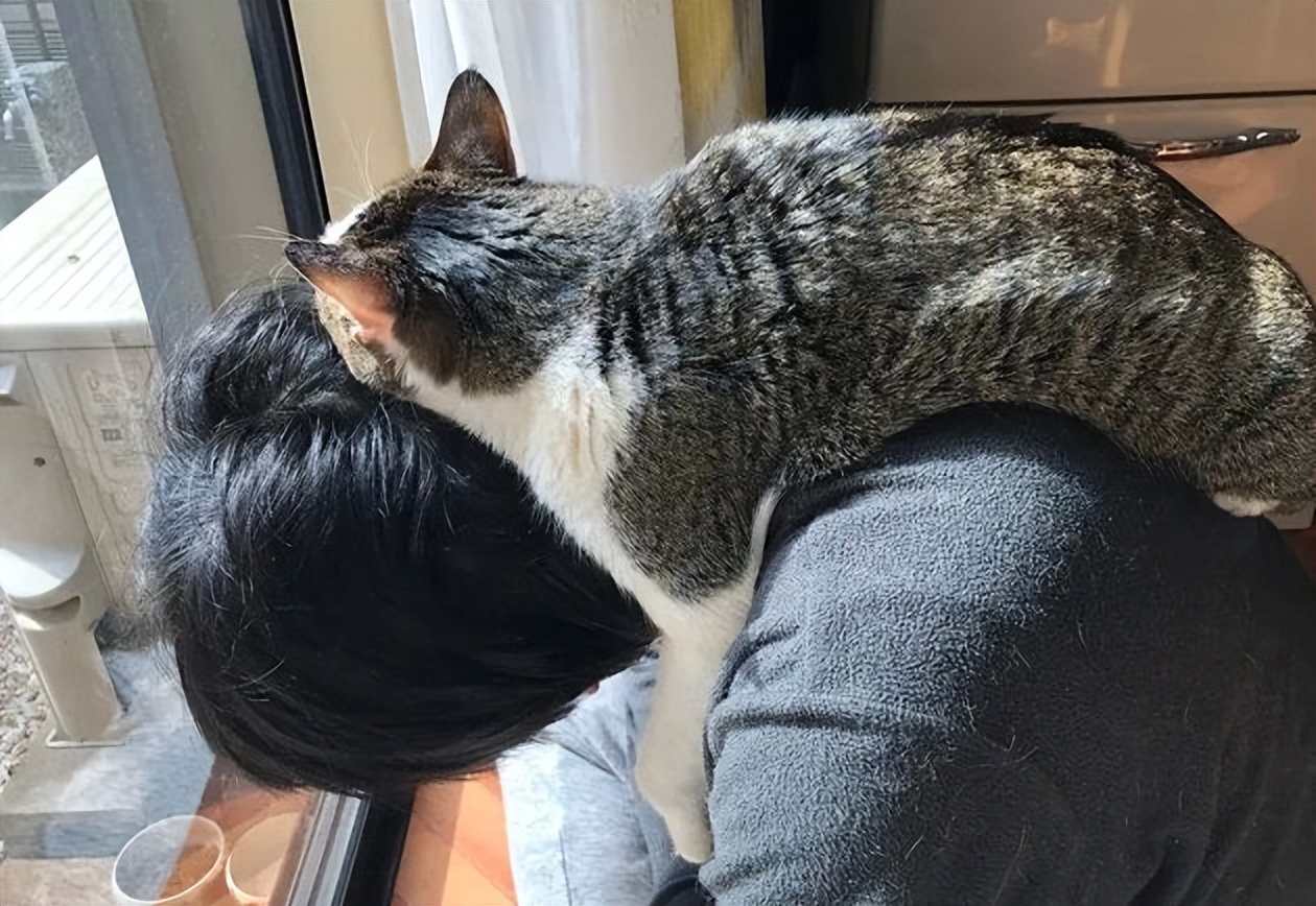 猫的哪些表现说明它喜欢你,猫咪喜欢你的八种表现