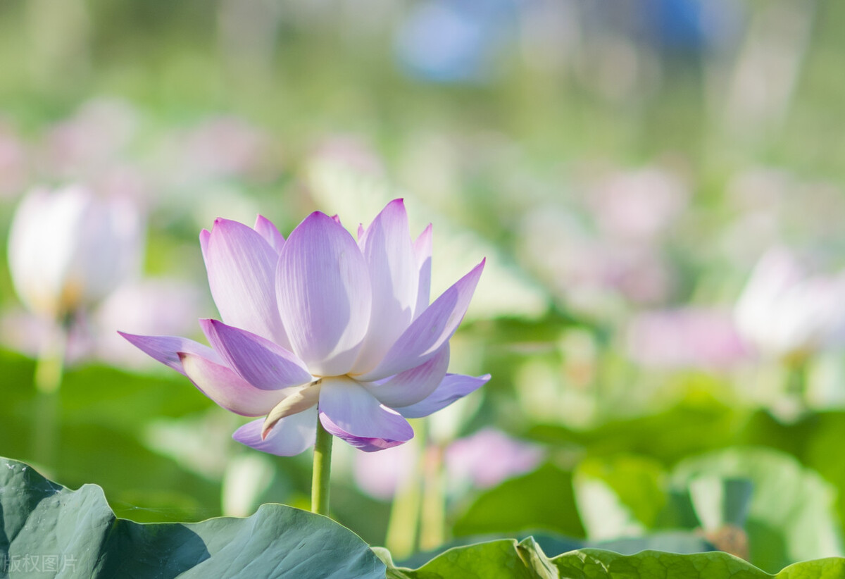 一生花里蝶翩翩，愿得群芳在眼前，8首古诗，细味古人的生活意趣