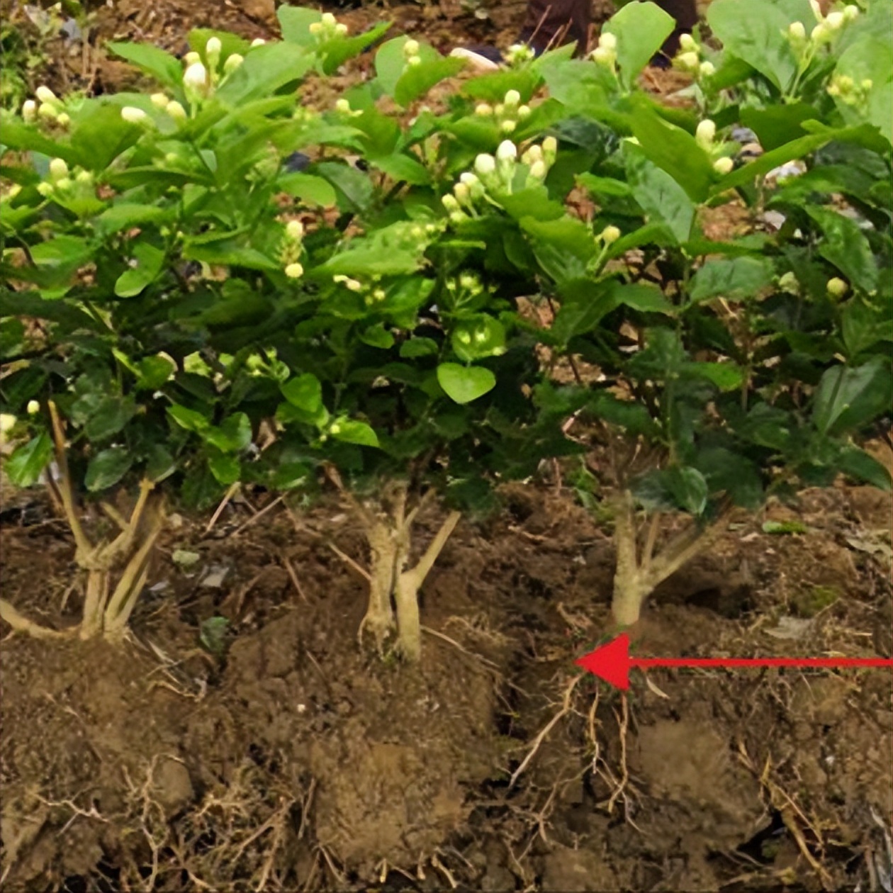 垂丝茉莉和茉莉花哪个好养,垂丝茉莉长花丝和新叶的区别