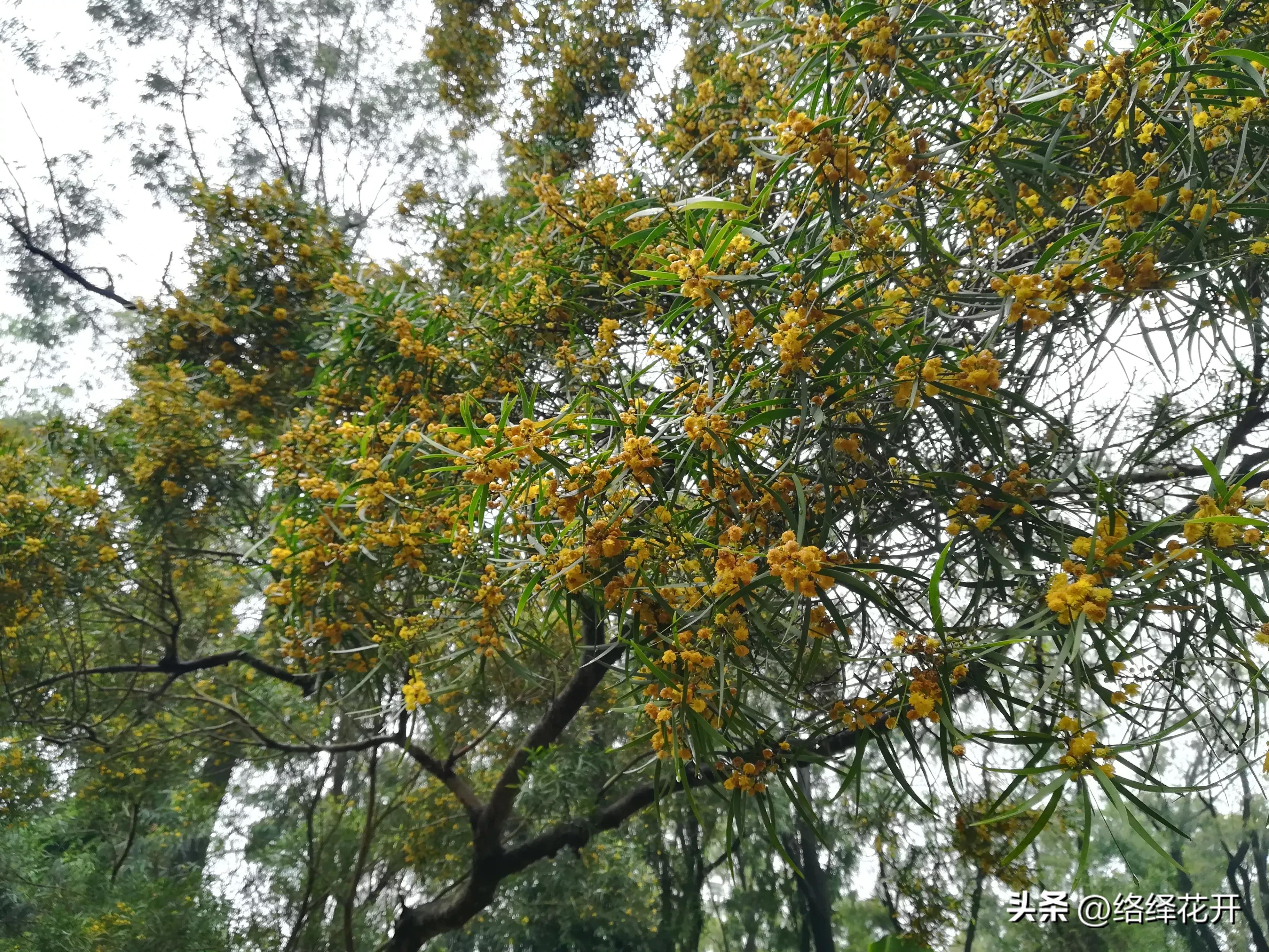 台湾相思,台湾相思花语
