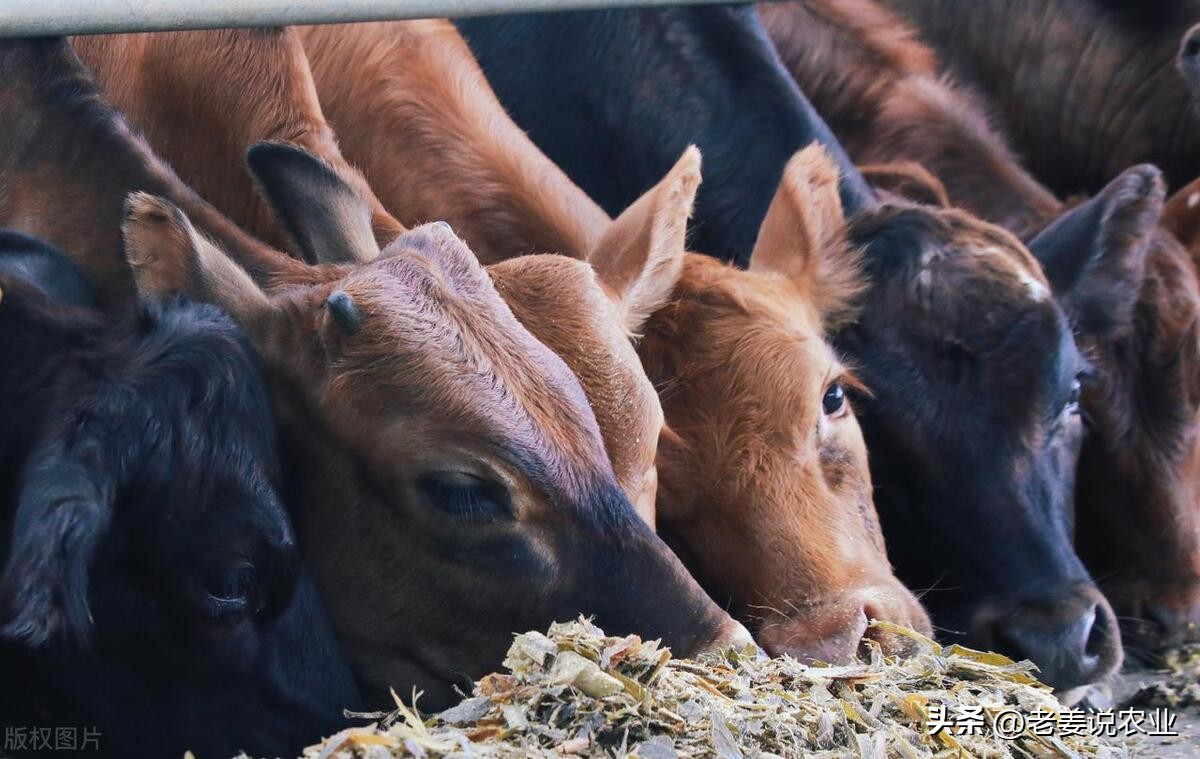 牛价会跌到让养殖户“鬼哭狼嚎”，2023年6月4日全国最新牛价