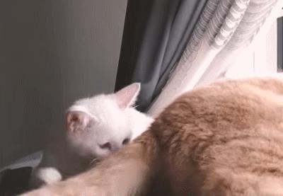 为啥猫咪老用尾巴扇我是不耐烦吗,猫咪一直扇尾巴