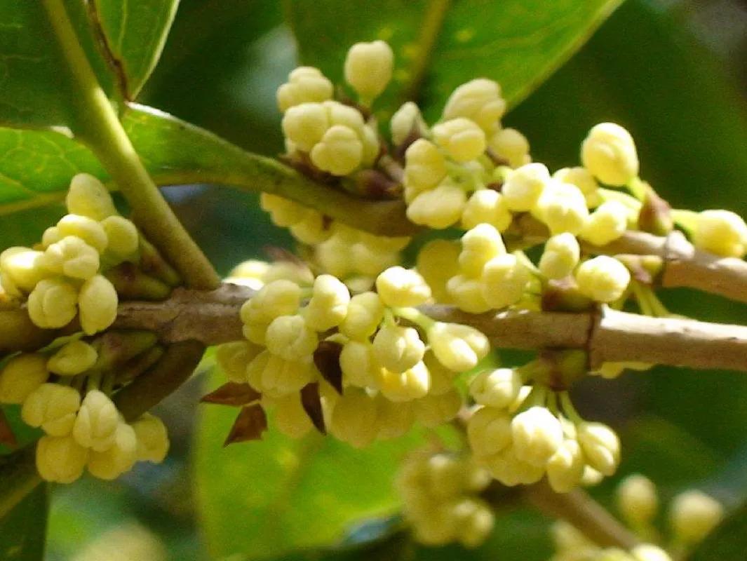 春夏之交，越来越多的花含苞欲放，这一百种娇媚蓓蕾真是美不胜收