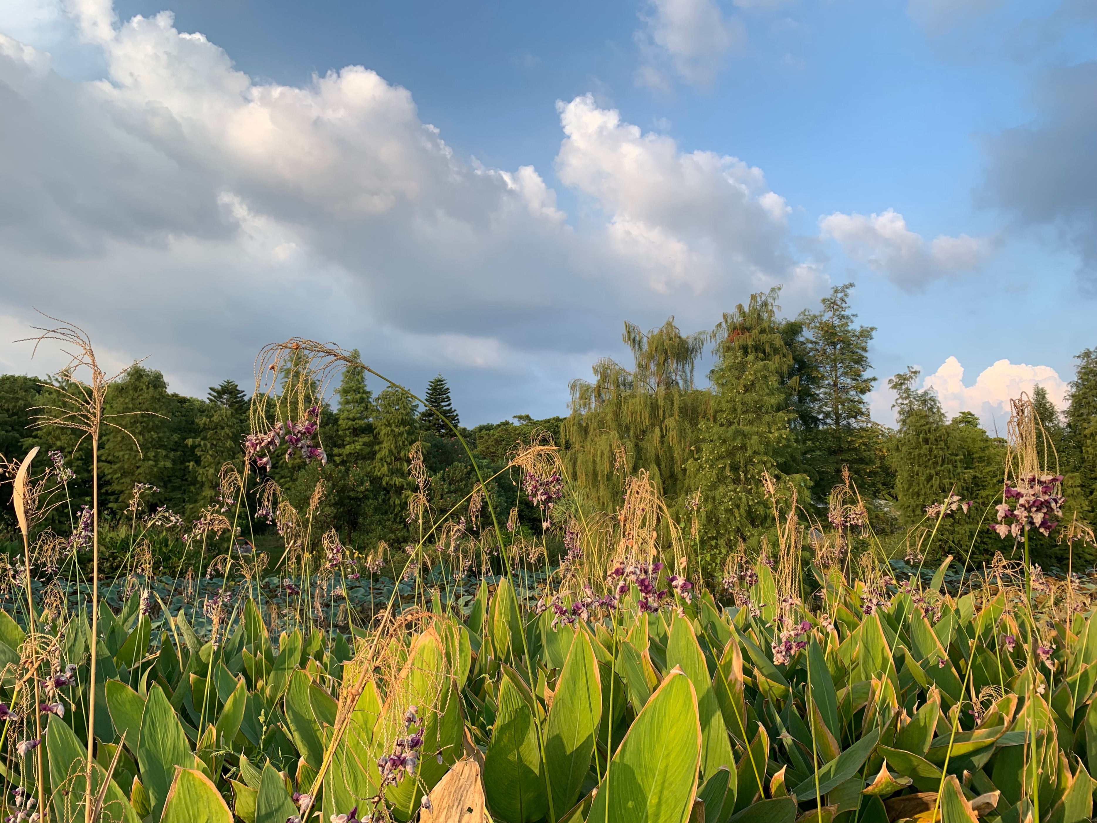 2022海珠湖公园春节游玩,海珠湖湿地公园最佳游玩时间