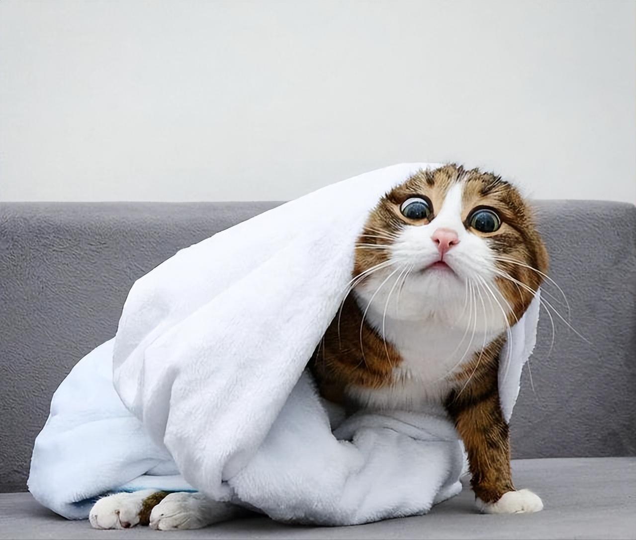 不小心搞掉猫咪胡须,猫咪的胡子可以稍微剪掉一点点嘛