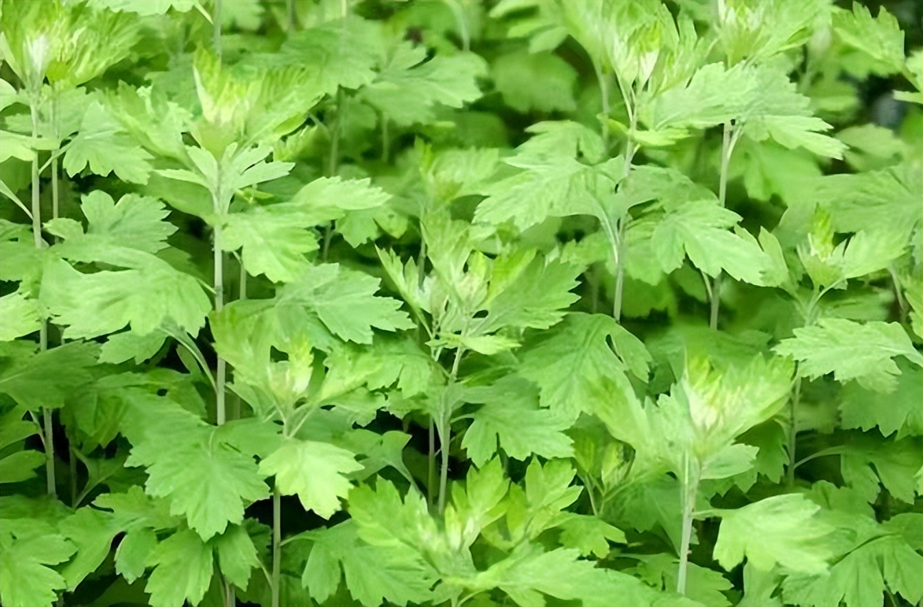 常觅春归不知处花田此地得逢君：栖云田园小镇·花间集