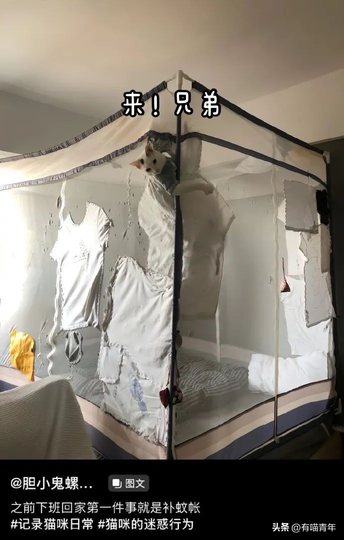 养猫不能放蟑螂药怎么办,养猫不能用的驱蚊方法