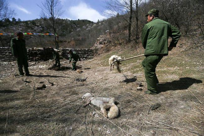 野生狐放生罕见一幕,北京发现银黑狐