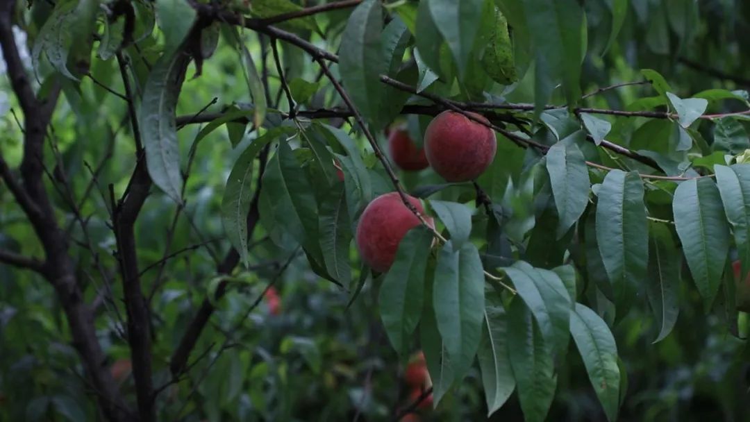 看乡村振兴成果视频,乡村振兴看平原