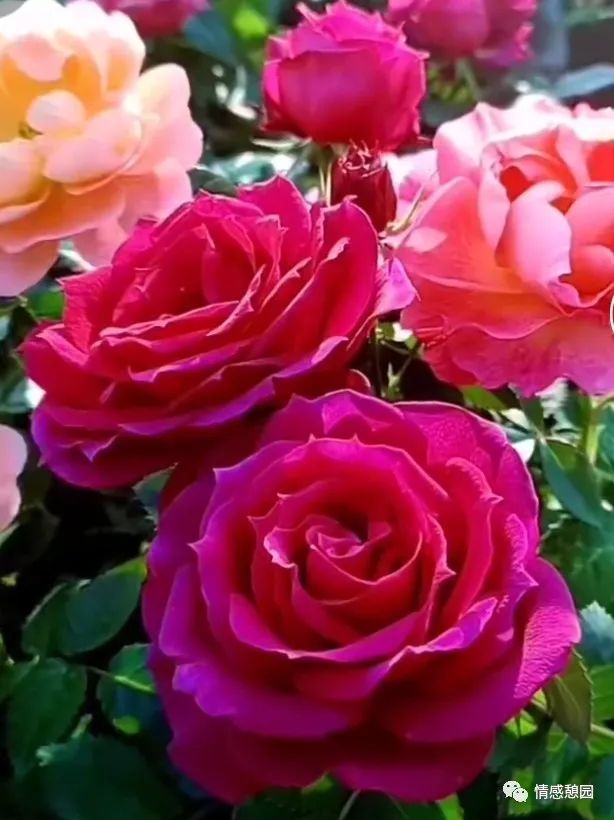 苏东坡传二十一章读书笔记,弟子规第二十一章读书笔记