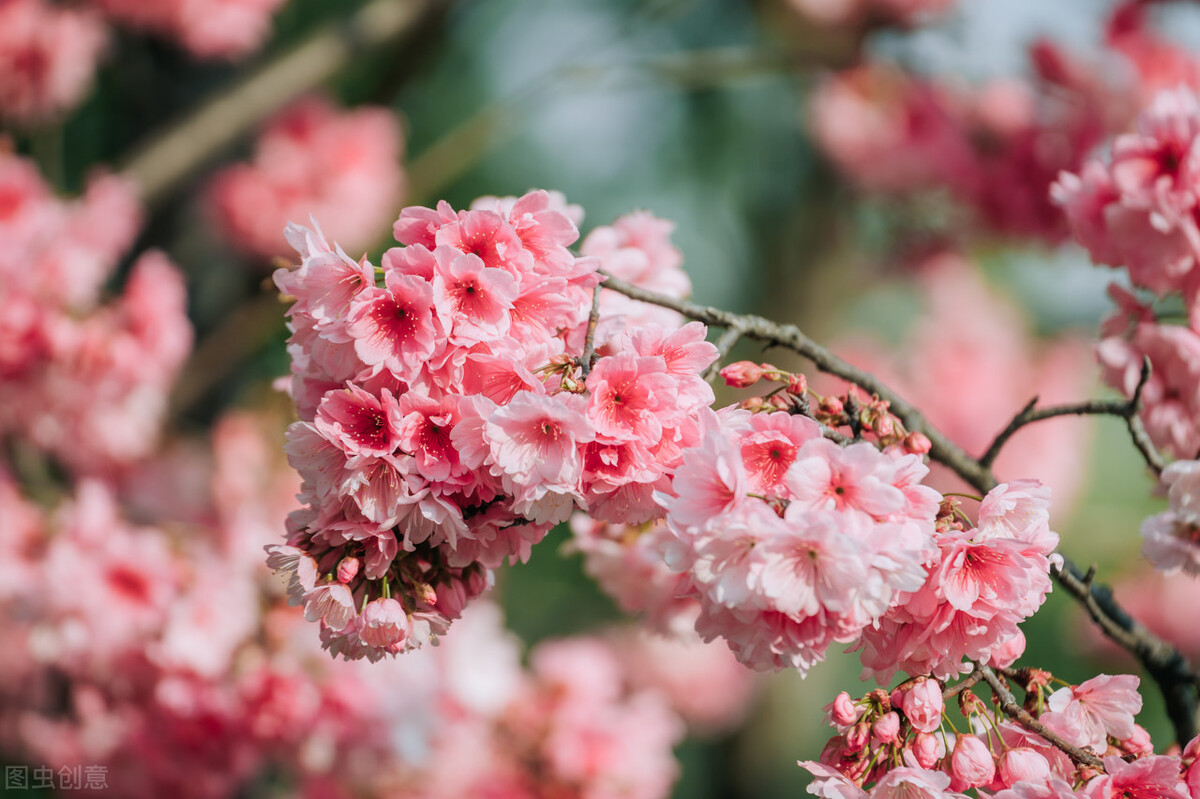 过敏季来临，你的鼻子还好吗？