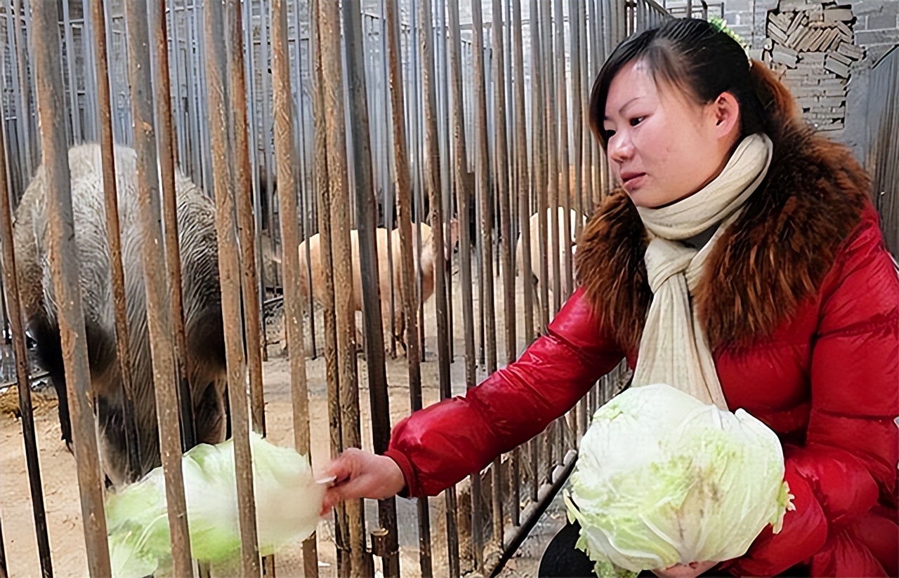 90后大学生深山养猪陪嫁300头猪,河南24岁女子深山养猪4年