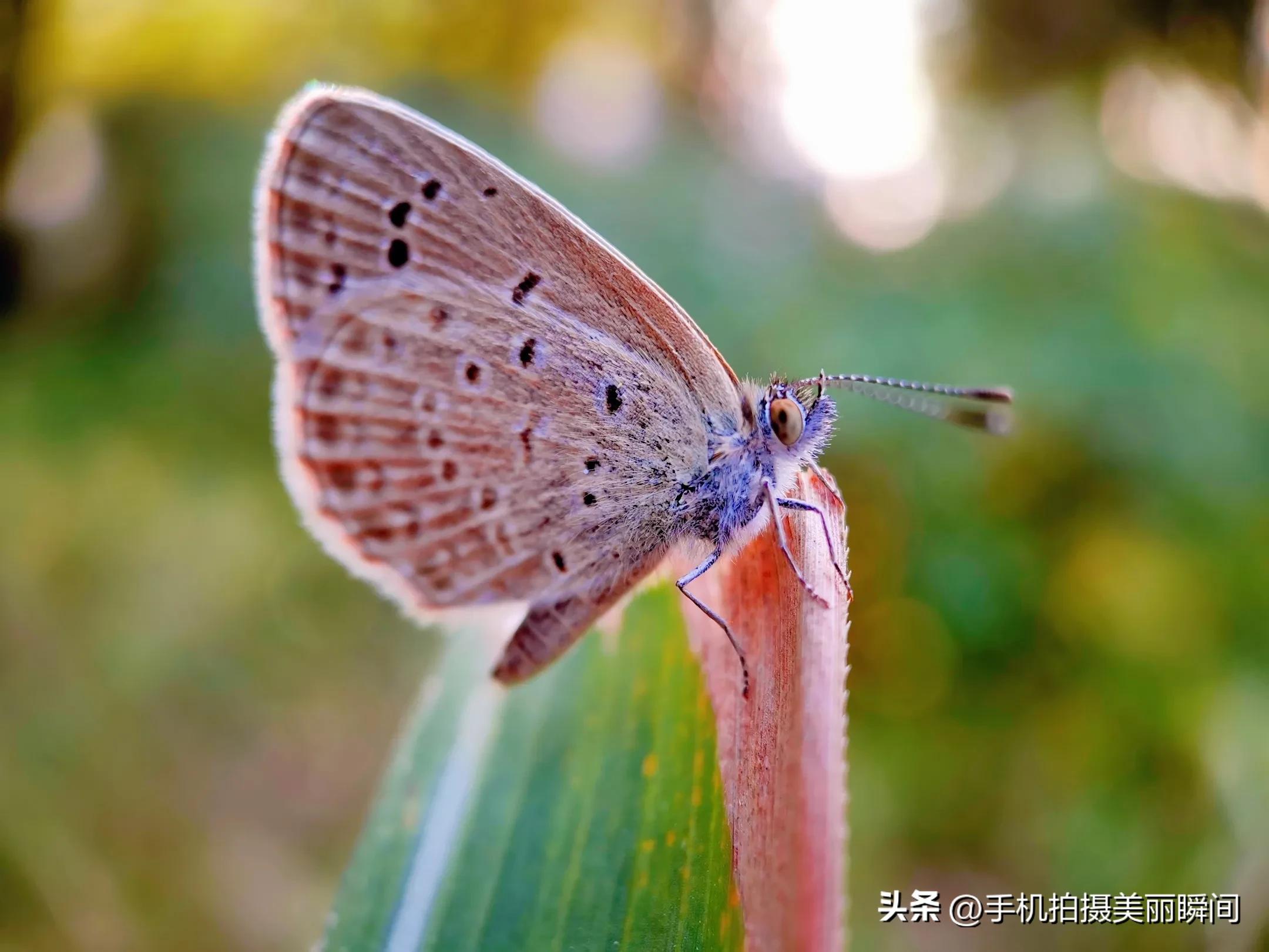 什么手机拍摄视频效果好,手机怎么拍摄视频更好看