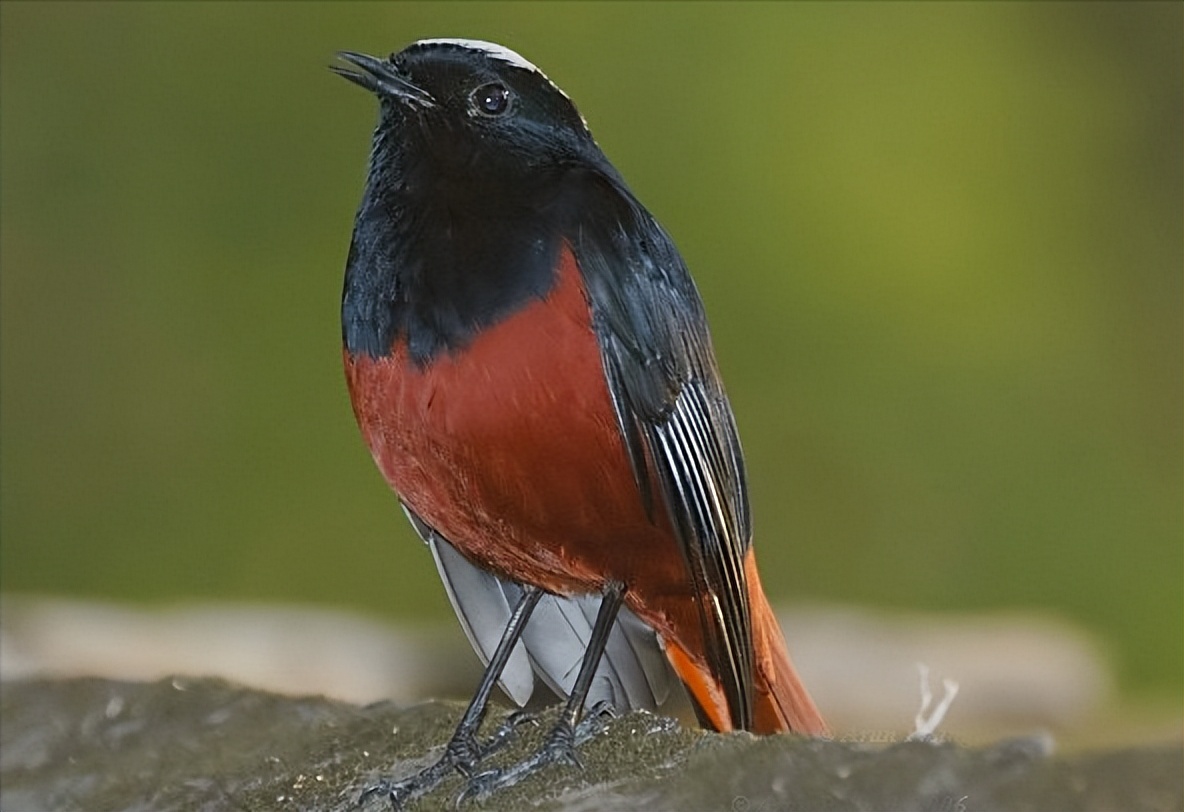 鸟儿大全高清图,高清珍稀鸟动态图片大全
