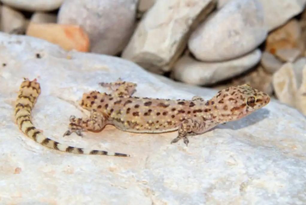 壁虎可怕,壁虎很可怕