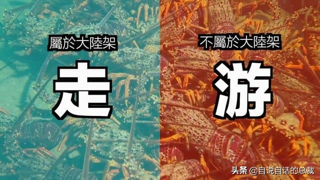 龙虾青龙和花龙区别,龙虾也是生物为什么我们要吃它