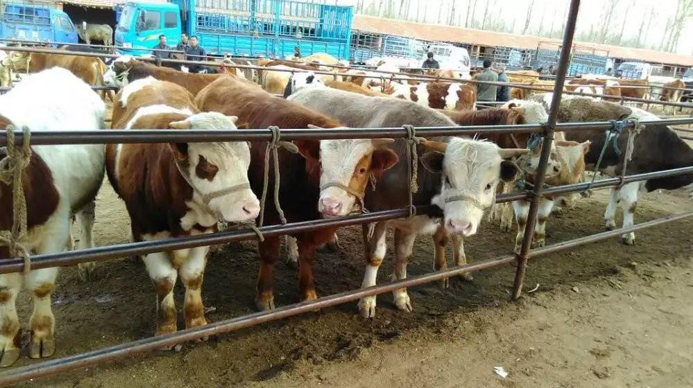 牛吃了塑料袋能随粪便排出吗,牛吃塑料布以后排出来能看见了吗