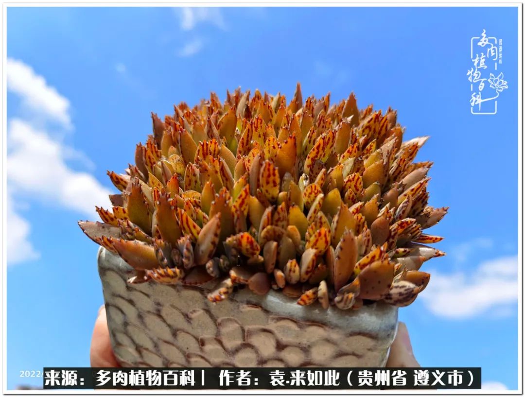 多肉和鲜花并存更养眼,最养眼的多肉品种