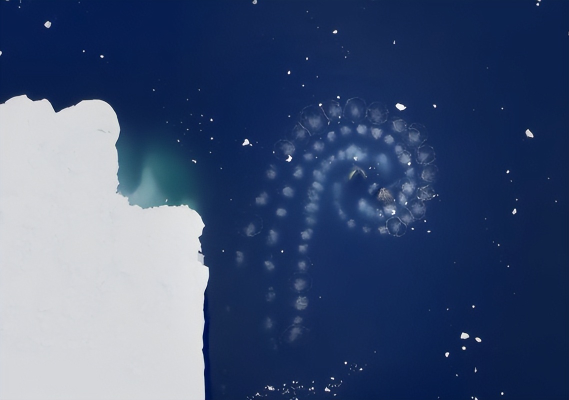 发现罕见的鲸鱼,最新发现的巨大鲸鱼