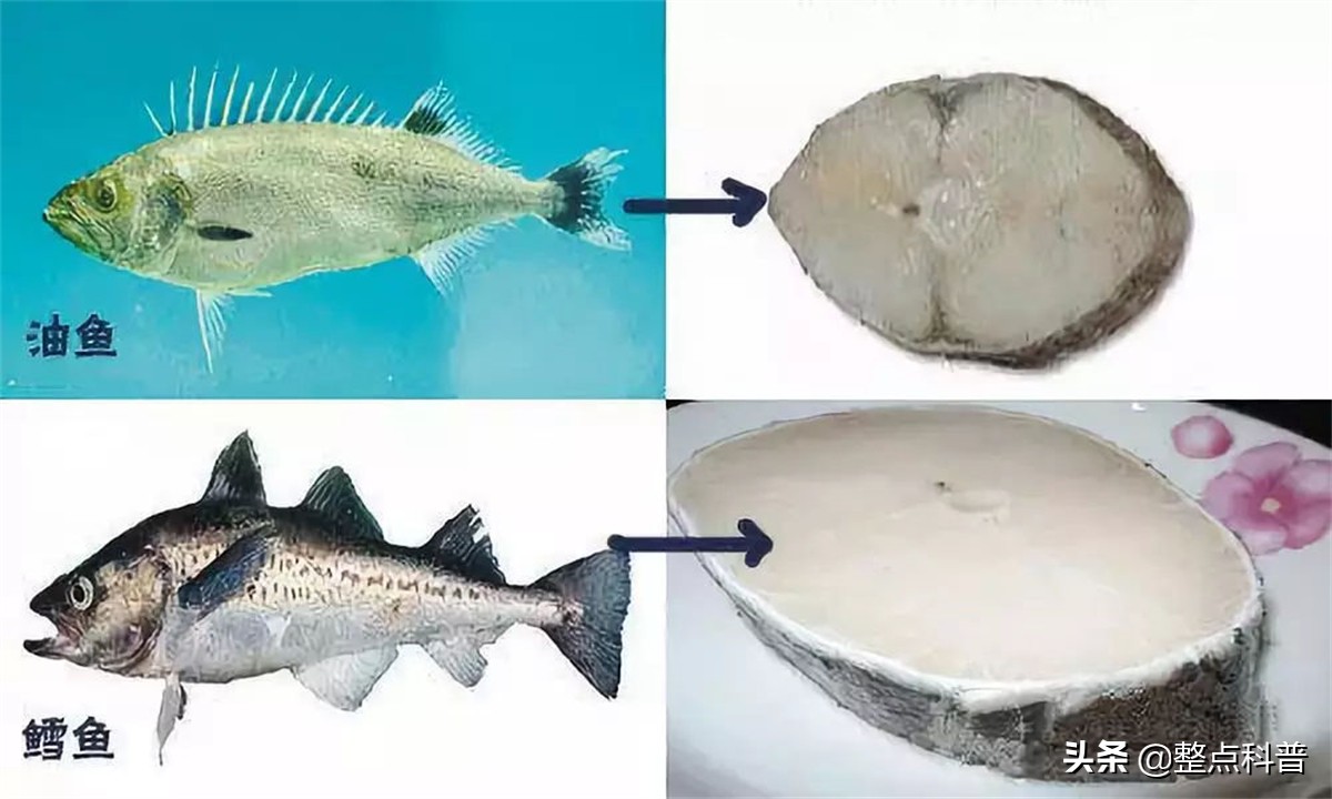 油鱼的副作用和危害,油鱼有害处吗