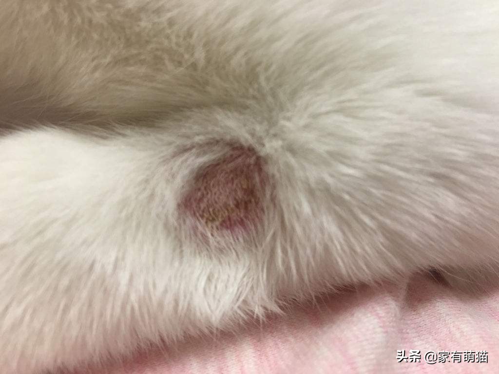养猫主人怎么避免被传染猫癣,养猫猫癣怎么预防