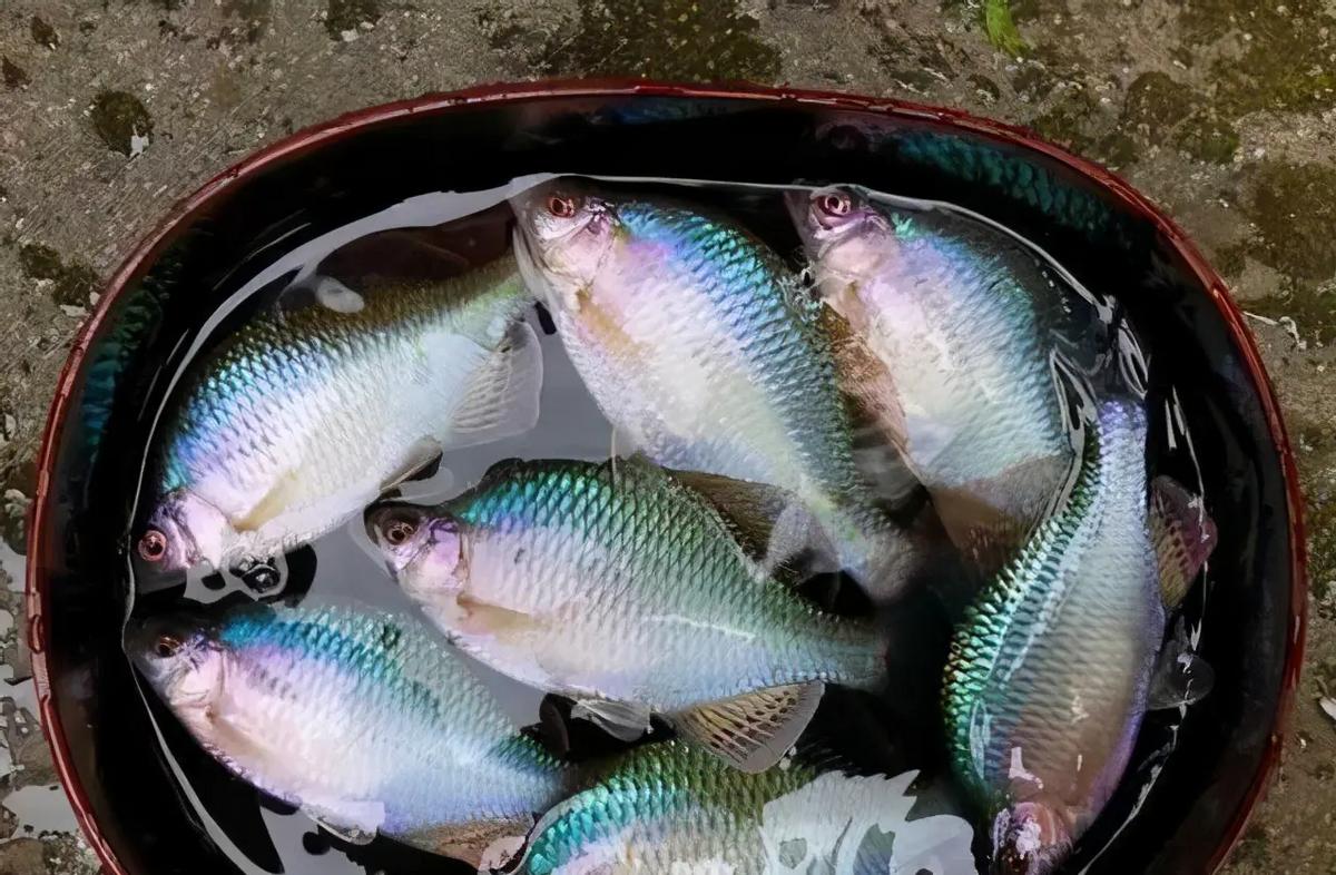 太阳鱼国内哪里入侵,太阳鱼泛滥成灾