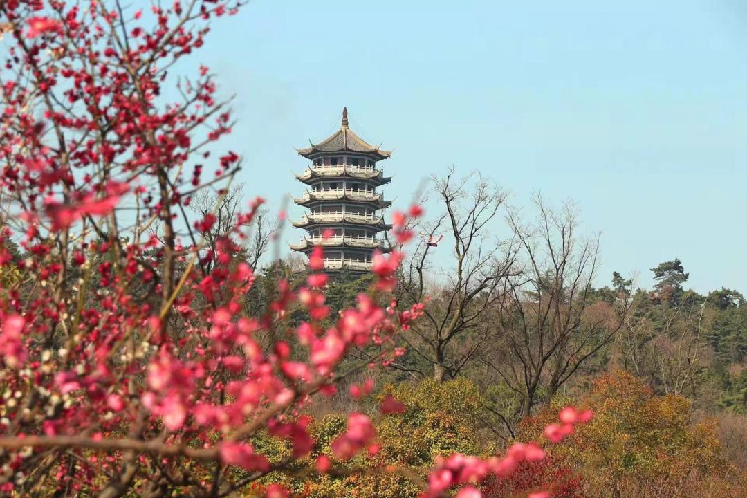 50多年栽了“上万棵”！蚌埠这位“大树爷爷”了不起！