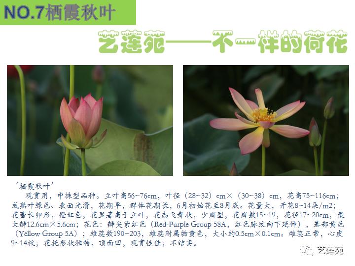 最珍稀的荷花图片,最美的名贵荷花品种排名