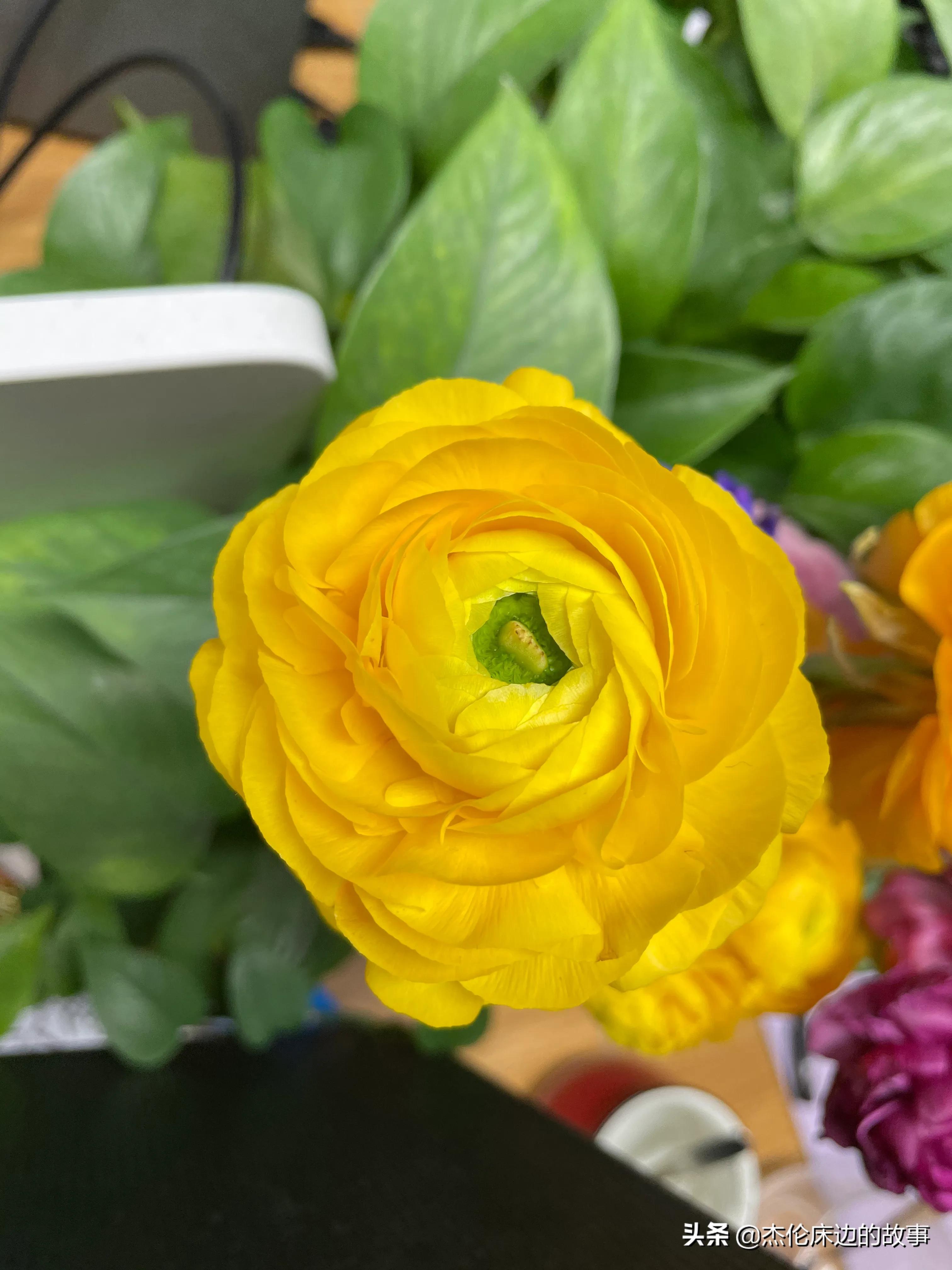 网上鲜切花怎么养护,最耐养的鲜切花