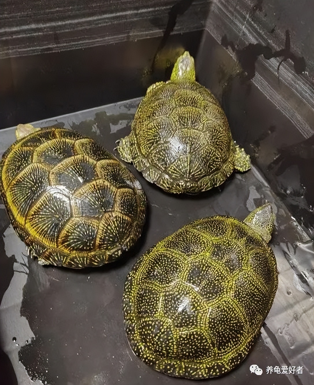 哪种龟最好养又耐活好吃,哪种龟比较容易养