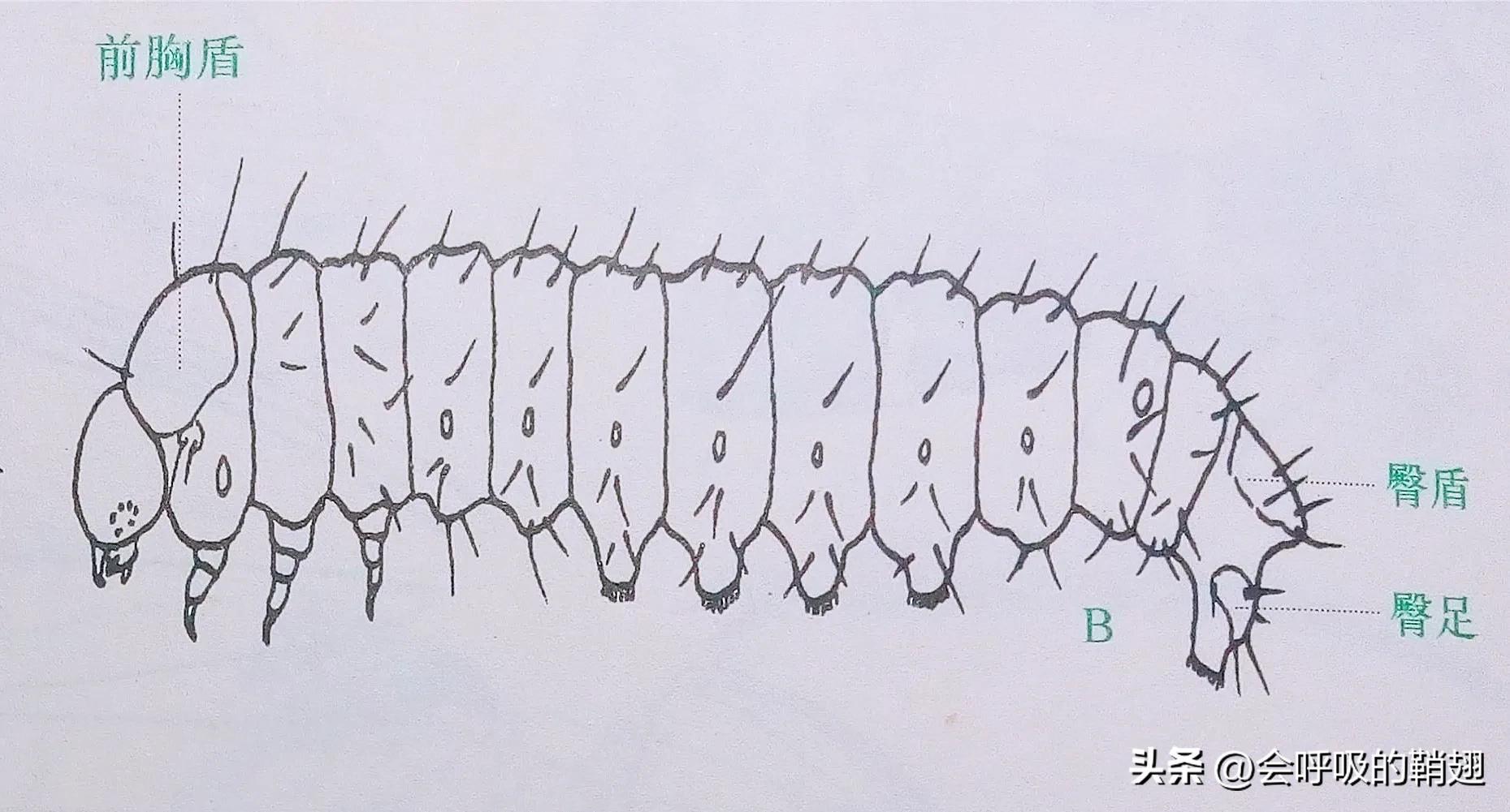 绿尾大蚕蛾怎么样驱除,大蚕蛾饲养记录