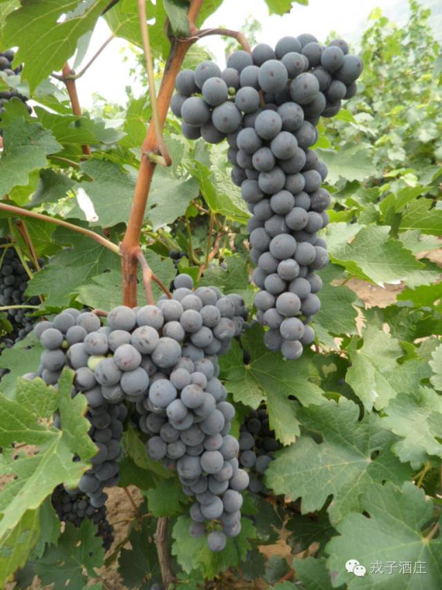 戎子酒庄葡萄酒酿造时间表,戎子酒庄的经济优势