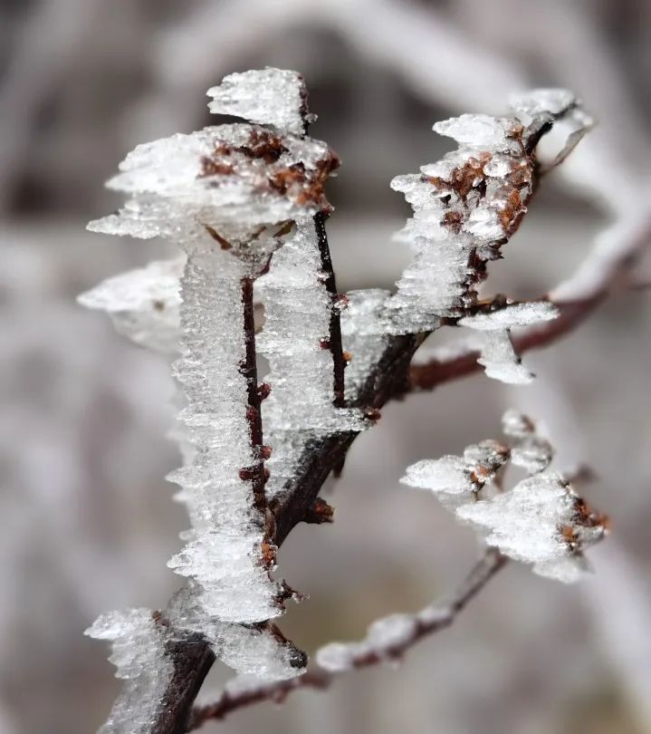 见过这么美丽的峨眉山雪景吗,峨眉山雪后美景简直就是人间仙境