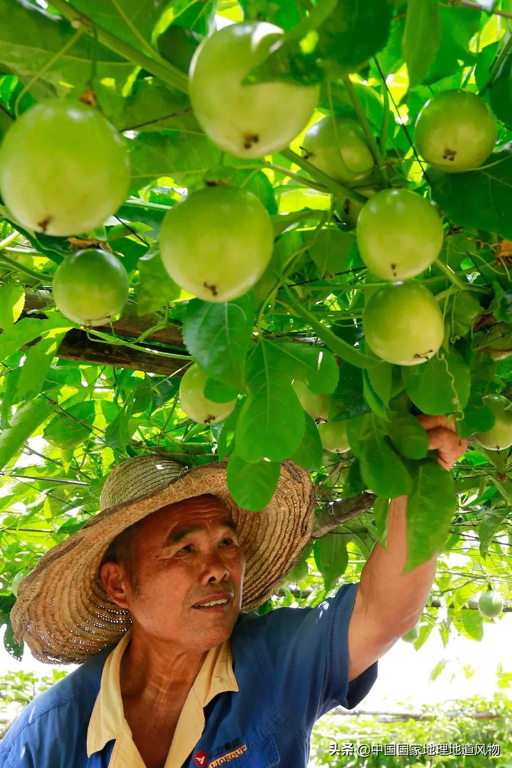 广西水果产量连续五年全国第一,广西和陕西谁才是水果第一大省