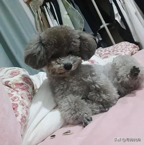 灰色泰迪寻主人云南楚雄,昆明寻找爱犬灰泰迪