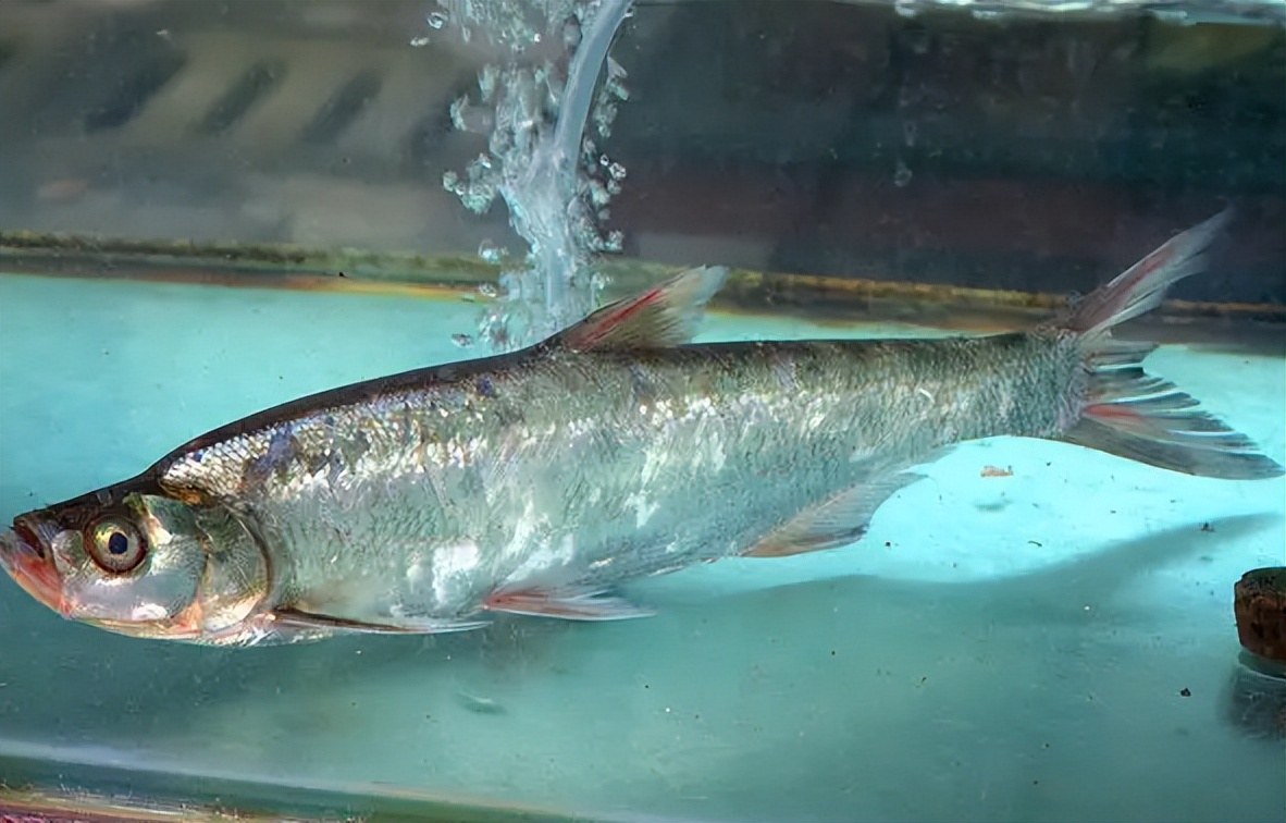 翘嘴鱼有几种哪种最长,野生翘嘴鱼最大有多大