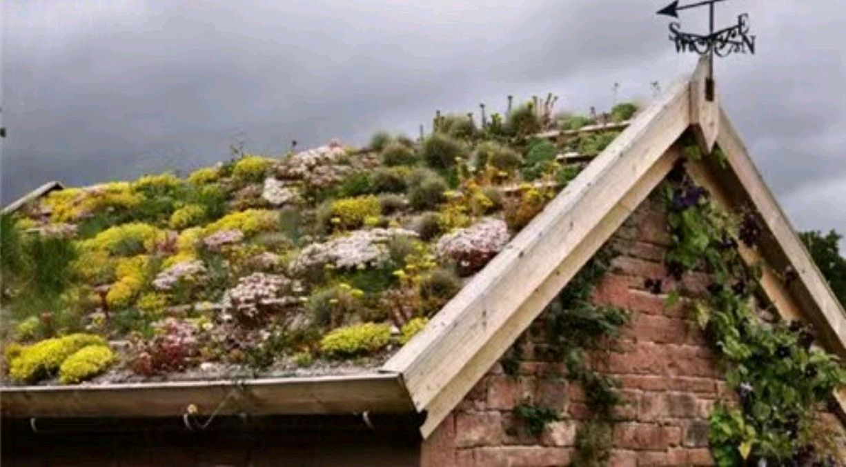 楼顶多肉的变化图,以前屋顶的多肉