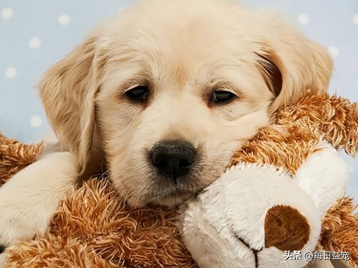 狗妈妈产后第二天坐立不安,狗妈妈产后奶水不足