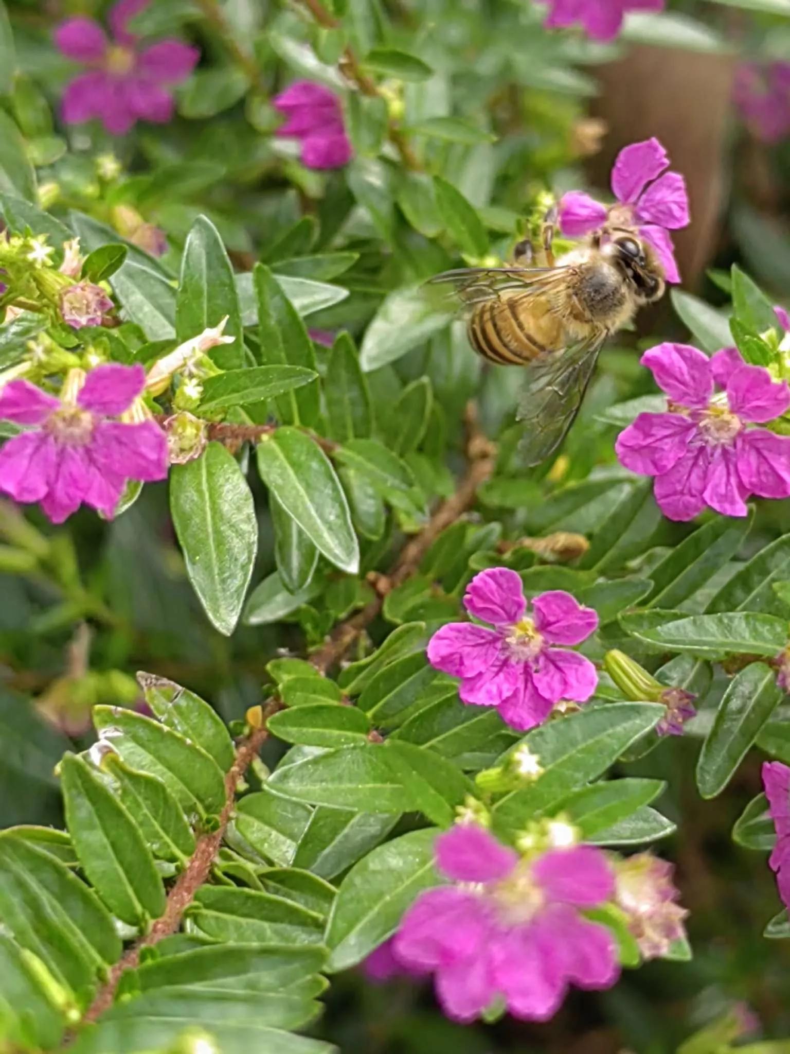 认识各种花的寓意,认识各种花的名称