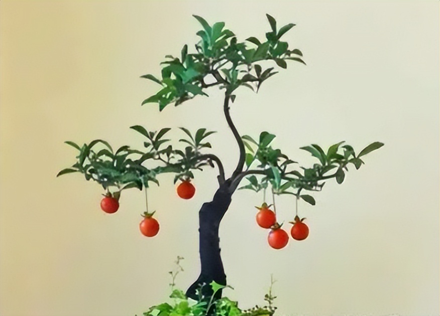 金弹子公母花不同步怎么办,金弹子不开花怎么分公母