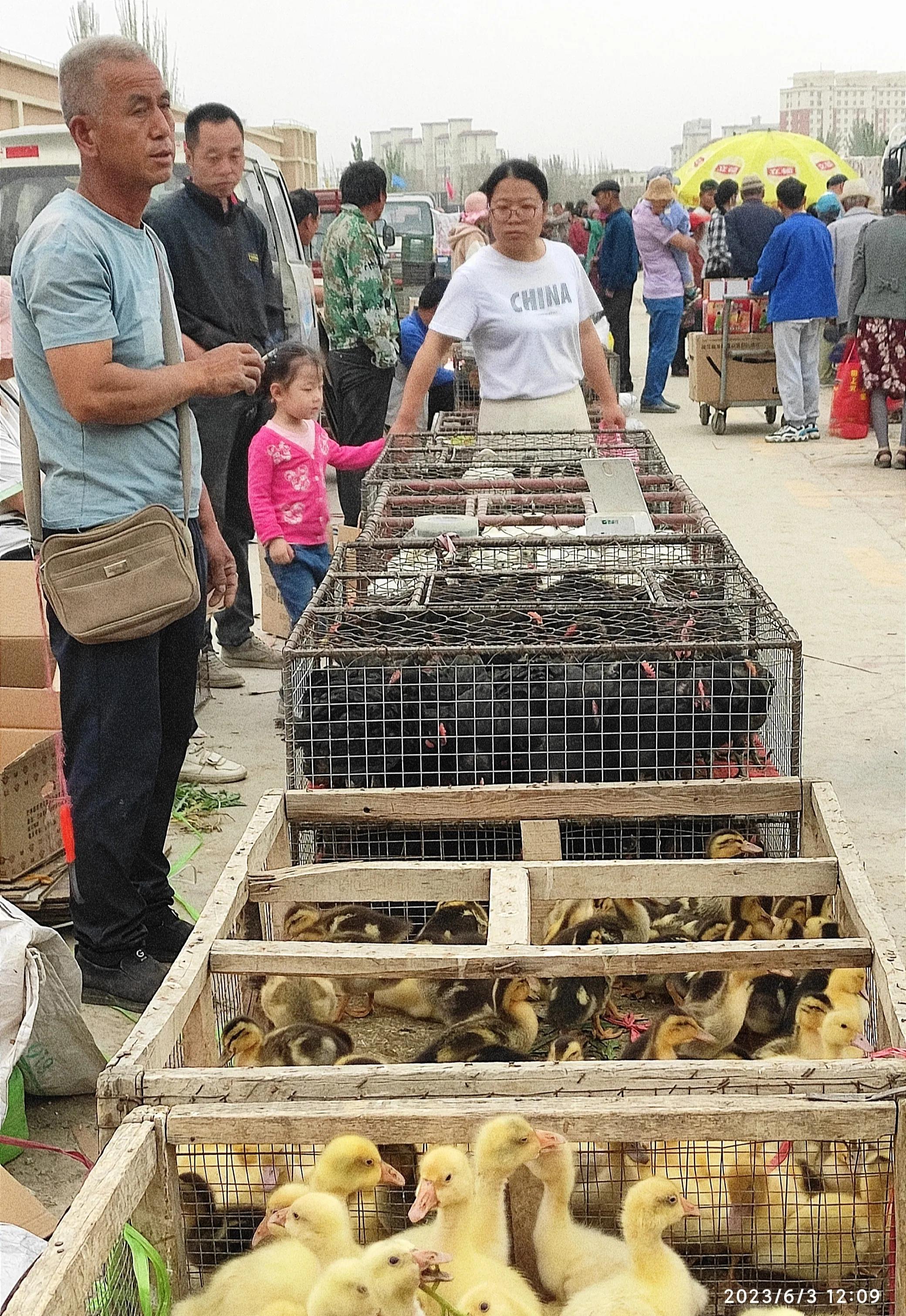 *疆新**温宿县家禽家畜养殖业成为当地农民增收致富的富民产业