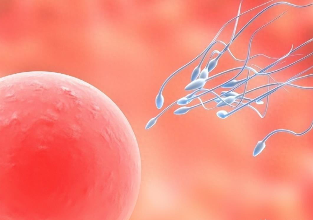 精子的活动轨迹讲解,精子的轨迹分析